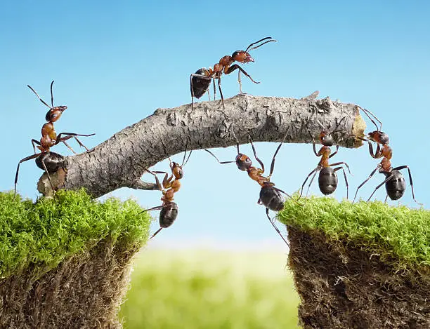 Photo of team of ants constructing bridge