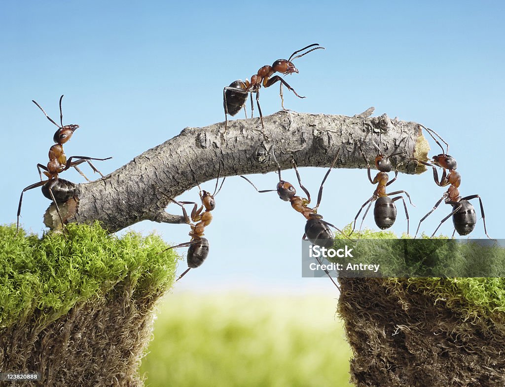Equipe de formigas construção de ponte - Foto de stock de Formiga royalty-free