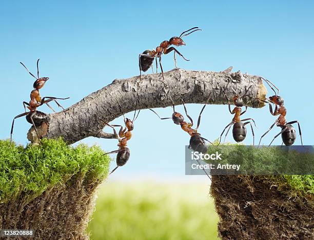 Команда Производит Ants Мост — стоковые фотографии и другие картинки Муравей - Муравей, Взаимодействие, Темы о животных