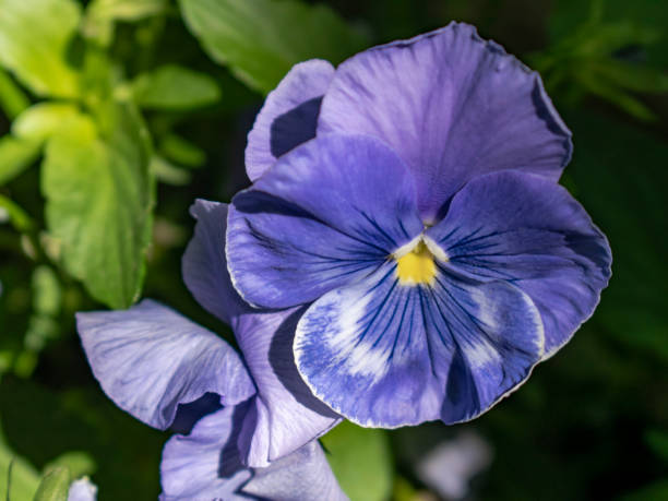 istock Viola wittrockiana, blue pansy 1238216964