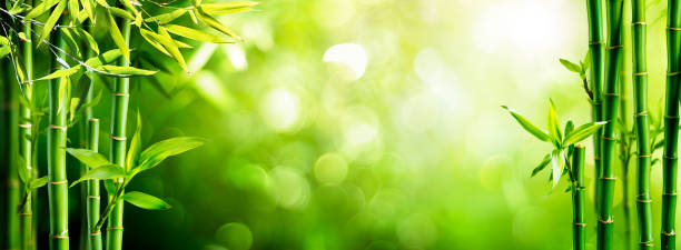 흐린 배경숲의 신선한 대나무 - bamboo shoot leaf bamboo green 뉴스 사진 이미지