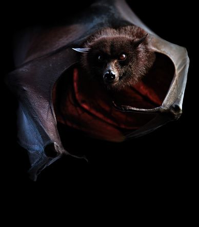 a flying fox also known as old world fruit bats (Pteropodidae) in the night\nisolated on black background