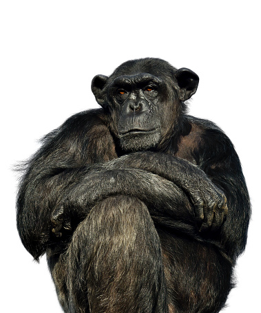 portrait of a thougtful chimpanzee on white background
