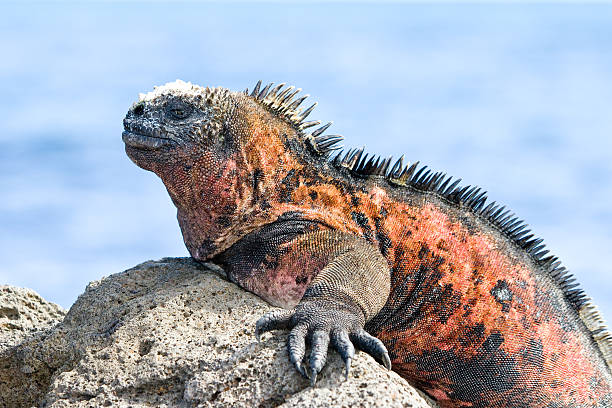 морская игуана - marine iguana стоковые фото и изображения