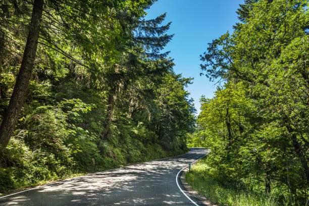 istock driving in the beautiful forest nature near south fork mountains 1238244539