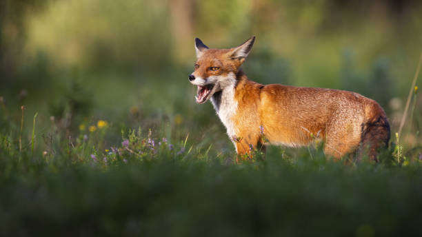 istock Happy red fox standing on a green meadow in summer at sunset 1238248732