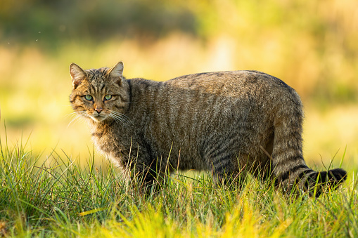 Photo of gray domestic cat on green grasses in outdoor. It is starring at camera. Selective focus on eyes. Shot in outdoor with a full frame mirrorless camera.