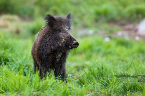 istock Shy wild boar standing on a meadow at dusk and looking from front view 1238251357