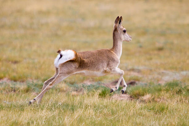 gazelle running The Tibetan gazelle running in the summer of China bushbuck stock pictures, royalty-free photos & images