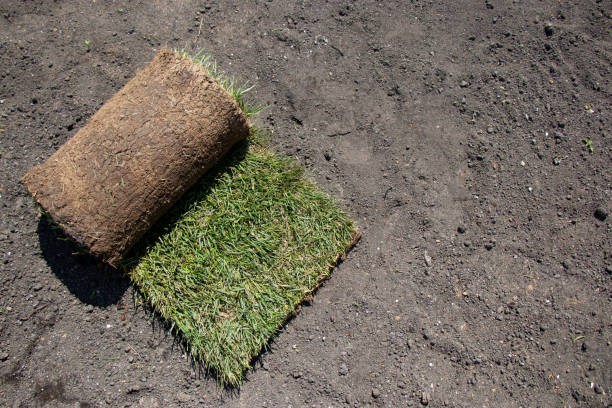 istock Green grass and asphalt. Made grass for planting with copy space 1238251935