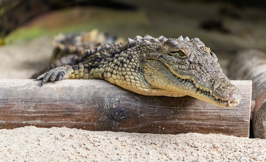 The Nile crocodile (Crocodylus niloticus) is a large, dangerous carnivorous reptile.