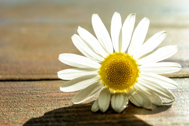 istock Wild Daisy on Wooden Background at the Sunset 1238261674