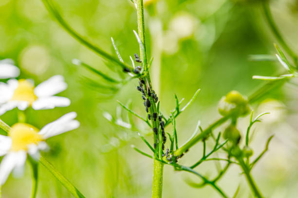 카모마일 식물에 진딧물과 개미의 공생 관계 - black bean aphid 뉴스 사진 이미지