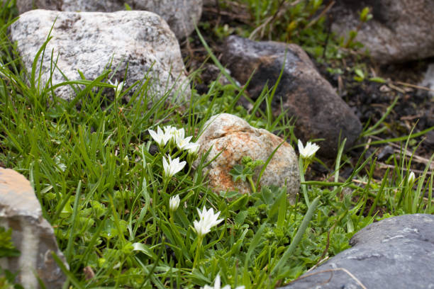 istock White rain lilies close-up 1238261706