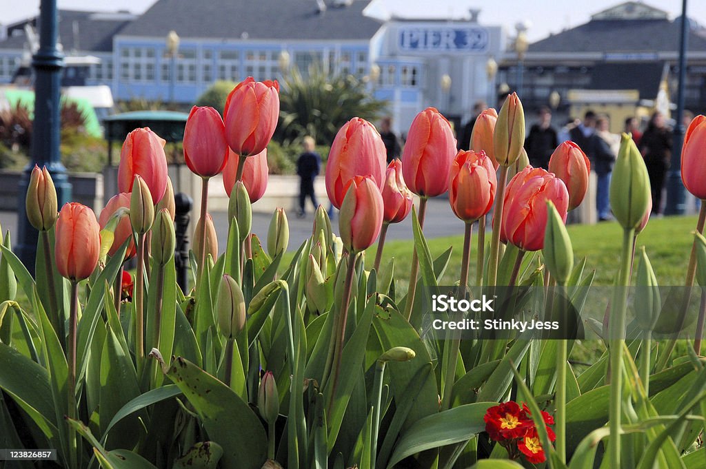 Tulipán Festival anual en el Pier 39 de San Francisco - Foto de stock de Acontecimiento libre de derechos