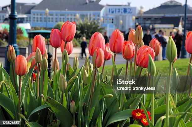 Tulipán Festival Anual En El Pier 39 De San Francisco Foto de stock y más banco de imágenes de Acontecimiento