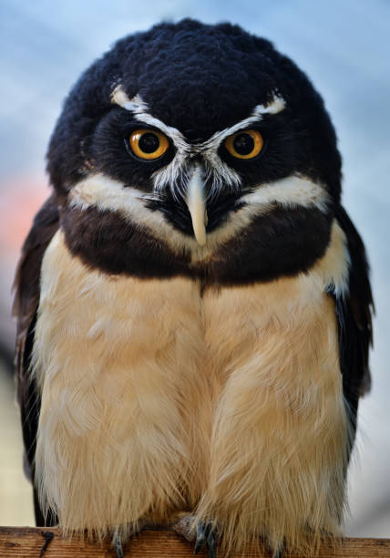 spectacled owl close-up of a spectacled owl (Pulsatrix perspicillata) spectacled owls (pulsatrix perspicillata) stock pictures, royalty-free photos & images