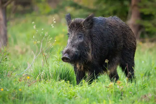 Adult wild boar, sus scrofa, with wet fur on the wildflower meadow. Impressive hog with big snout grazing on the forest clearing. Wild swine in the green environment. Dangerous animal on the walk.