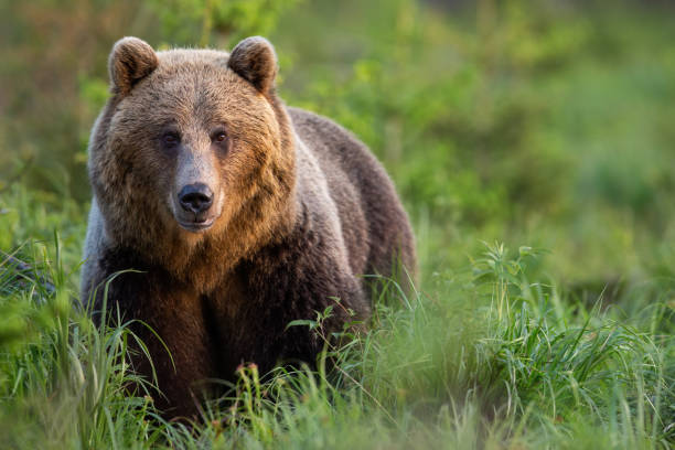 istock Brown bear female on glade with tall green grass looking into camera in summer 1238272858
