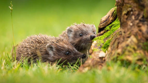 Two siblings of northern white-breasted hedgehog sniffing on meadow stock photo