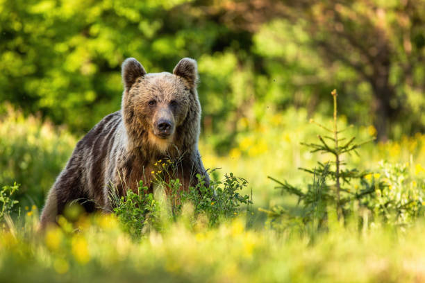 istock Brown bear on glade with tall green grass and spruce tree at sunset in summer 1238276534
