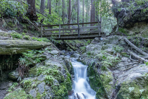 Fall Creek at Henry Cowell Redwoods State Park