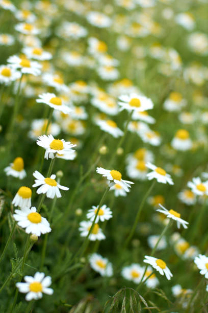 nahnähe kamillenblüten im frühlingsfeld. hintergrund - wildflower spring close up daisy stock-fotos und bilder