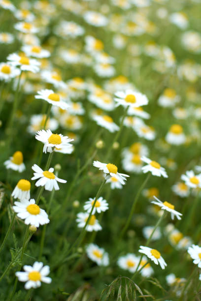 feche as flores de camomila no campo da primavera. fundo - chamomile herbal tea chamomile plant tea - fotografias e filmes do acervo