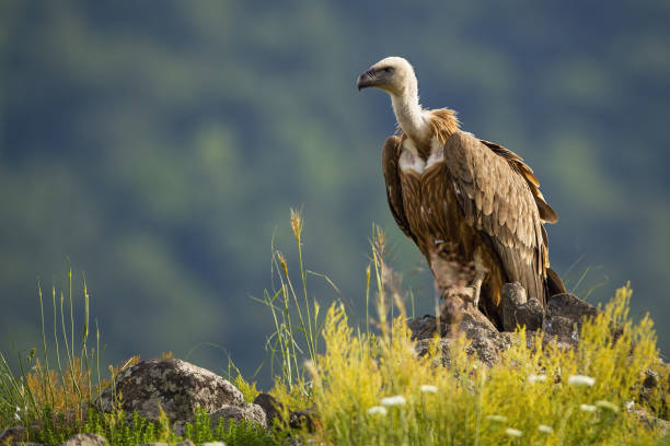 140+ Griffon Vulture Beak Front View Wildlife Stock Photos, Pictures ...