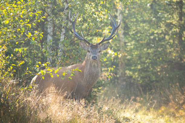 istock Alert red deer stag facing camera on a meadow near forest in summer nature 1238279663