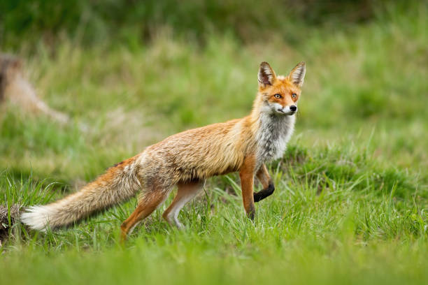 istock Red fox taking a step with front leg on glade with green grass in summer nature 1238281727