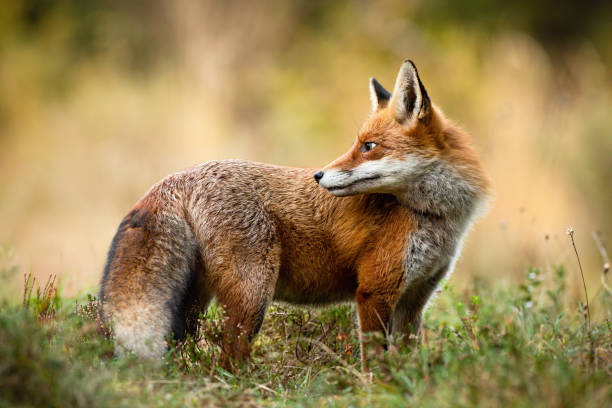 istock Red fox looking back over shoulder on a meadow in autumn nature. 1238283266