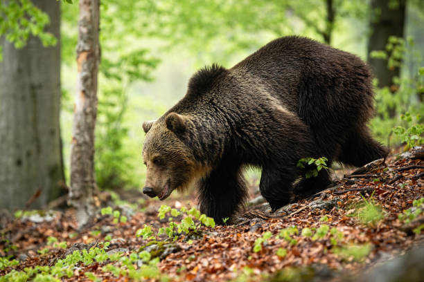 istock Huge bear with long brown fur running in forest in summer. 1238283801
