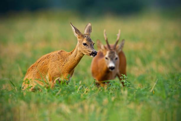 Couple of roe deer buck and doe standing on a stubble field with green clover Couple of roe deer, capreolus capreolus, buck and doe standing on a stubble field with green clover in summer nature. Roebuck watching on female mammal in mating season from low angle. love roe deer stock pictures, royalty-free photos & images