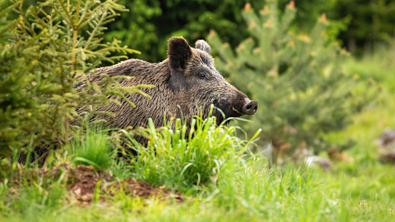 Impressive wild boar, sus scrofa, peeping out from behind the small tree. Solitary black hog grazing in the woods. Curious swine standing behind the tree. Dangerous animal showing up in open space.