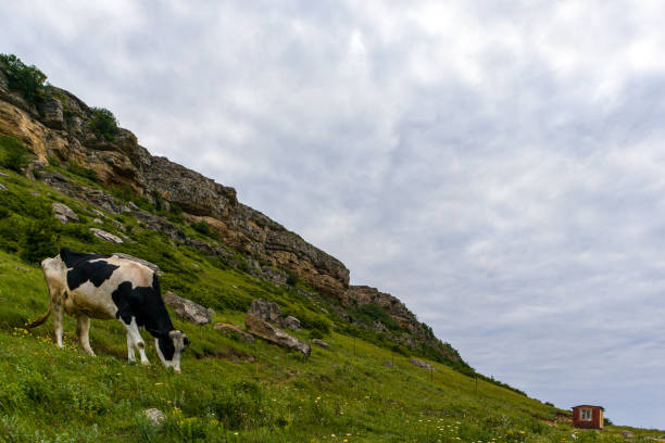 istock A cow on the mountainside with cloudy sky and a small house on background. 1238296807