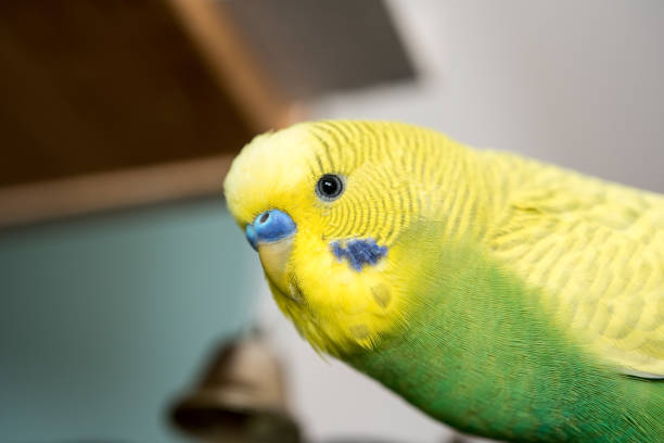 istock Cute Green and Yellow Budgie 1238303652