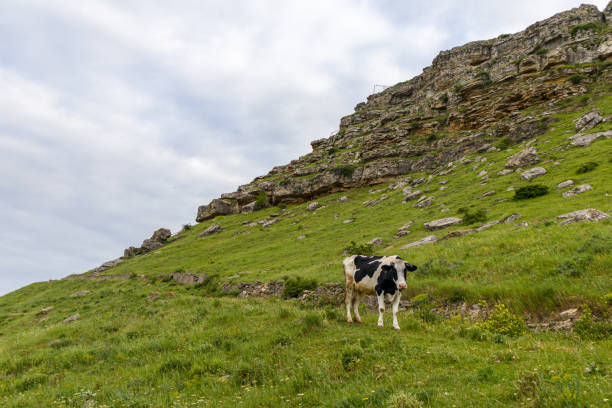 istock A cow on the mountainside with cloudy sky background. 1238303654