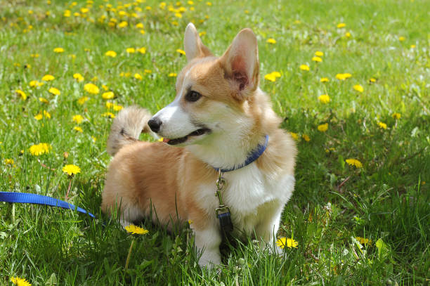 istock Welsh Corgi Pembroke walk on the lawn with dandelions 1238336620