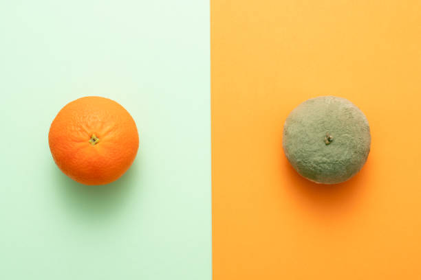 porównanie gnijącej pomarańczy z dobrym. pojęcie wady lub choroby lub głupoty vs normalne. płaski widok z góry - rotting food mold fruit zdjęcia i obrazy z banku zdjęć