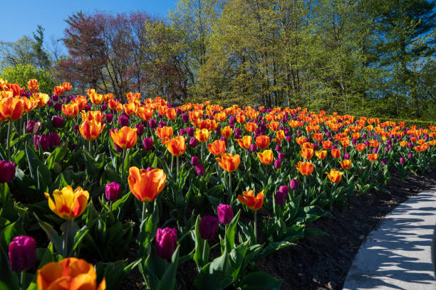 istock Tulips in Edwards Gardens 1238343435