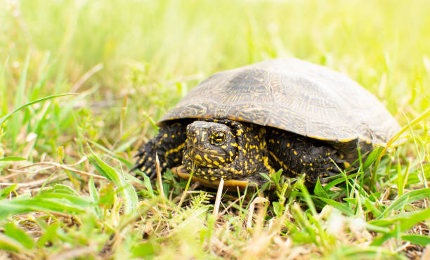 istock A small freshwater turtle emerges from the water and basks in the sun 1238351212