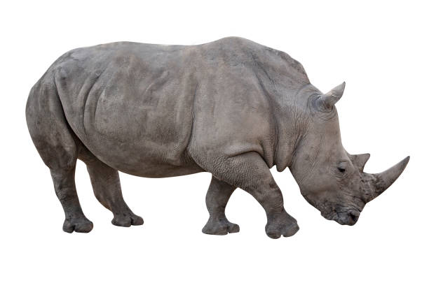 istock Rhino cut out and isolated on white background. Side profile 1238360974