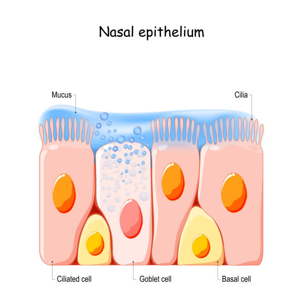 Nasal mucosa cells. Nasal secretions. Nasal mucosa cells. Nasal secretions. Ciliated, basal and goblet cells. Olfactory epithelium. Cells act as a low resistance filter. Vector illustration epithelium stock illustrations