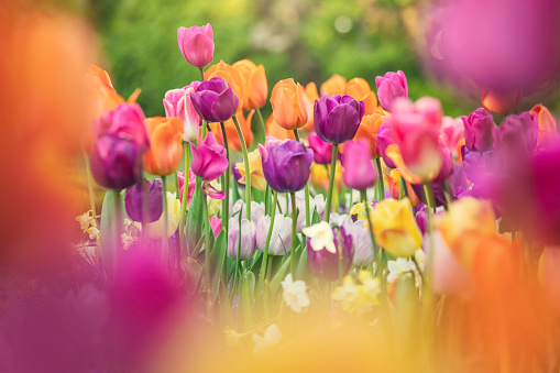 A flowerbed with a tulips and other flowers in a variety of colors.