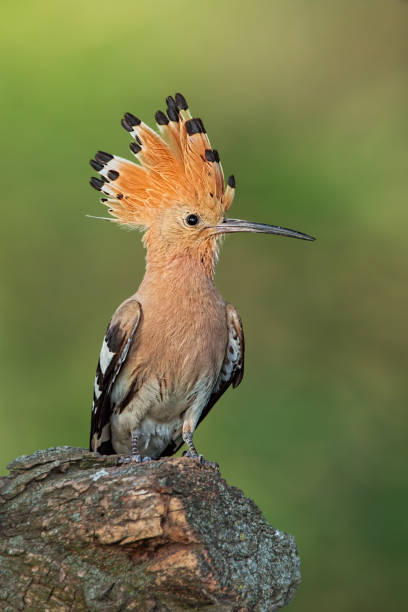 hoopoe, upupa epops, seduto su un ceppo con cresta aperta. - hoopoe bird feeding young animal foto e immagini stock