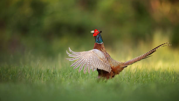 istock Male common pheasant, phasianus colchicus rooster showing off. 1238376049