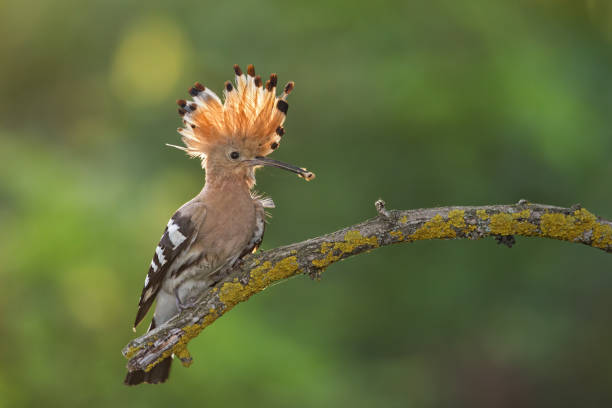 istock Hoopoe, upupa epops, sitting on a twig with open crest and catch in the beak. 1238376865
