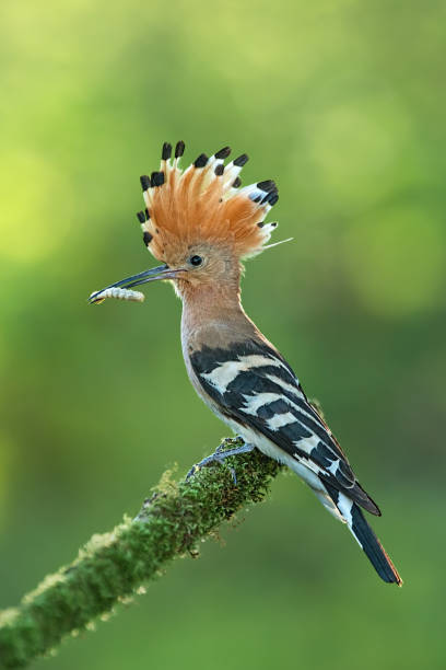 hoopoe seduto su un ramoscello coperto di muschio con cresta aperta e cattura nel becco. - hoopoe bird feeding young animal foto e immagini stock