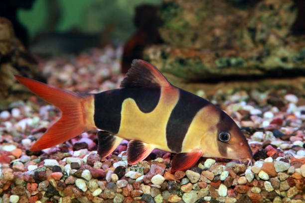 istock Clown loach Chromobotia macracanthus, or tiger botia 1238385721